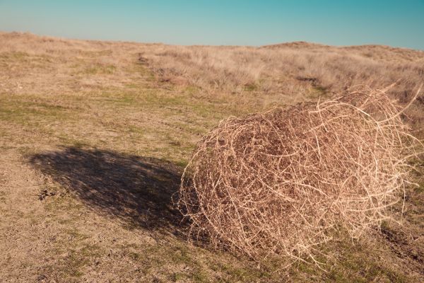 Tumbleweed Removal in Mechanicsburg