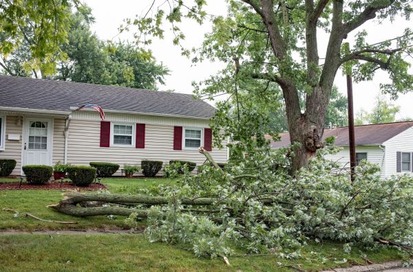 Fallen Branch Removal in Mechanicsburg