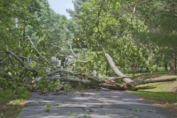 Tree Debris Removal in Mechanicsburg